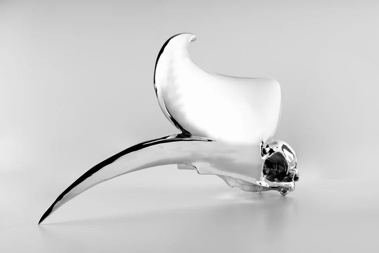 Rhinoceros Hornbill Skull