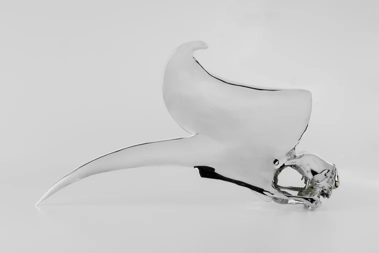 Rhinoceros Hornbill Skull