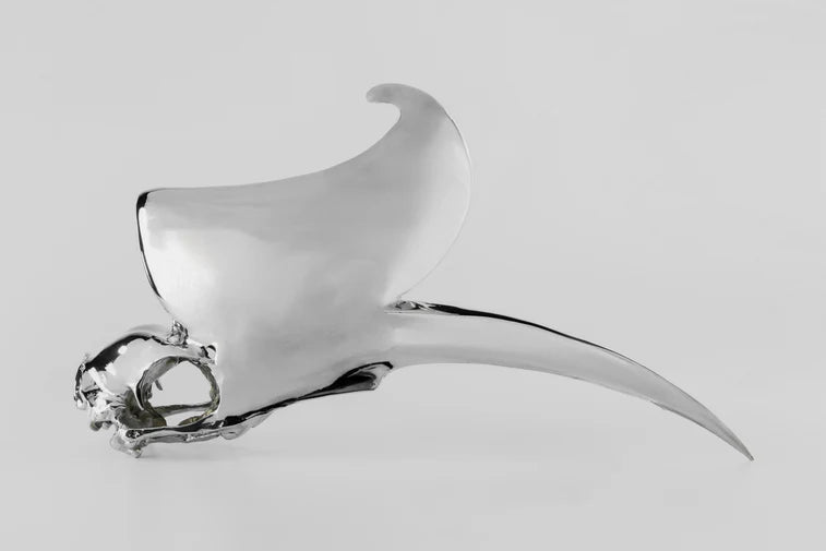 Rhinoceros Hornbill Skull