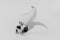 Rhinoceros Hornbill Skull