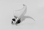Rhinoceros Hornbill Skull