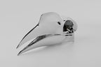 Wrinkled Hornbill Skull