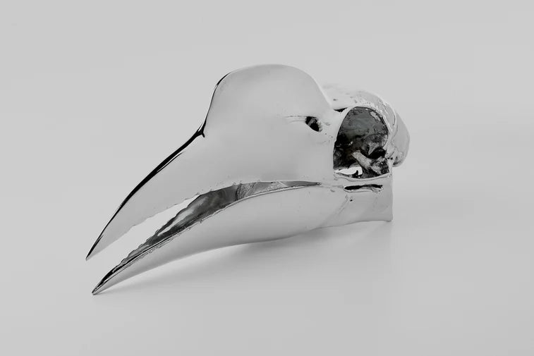 Wrinkled Hornbill Skull