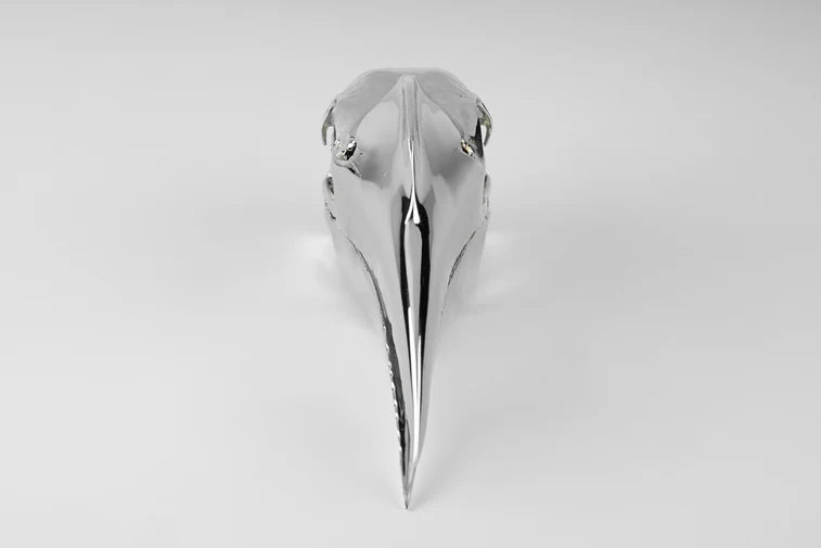 Wrinkled Hornbill Skull