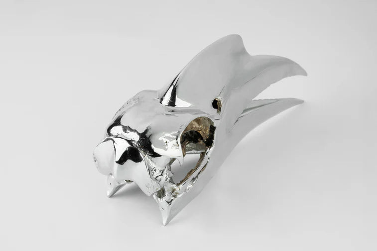 Wrinkled Hornbill Skull