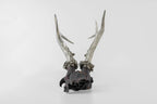 Double Horns Skull