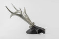 Double Horns Skull