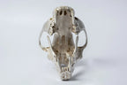 Leopard Var Held Aggression Skull