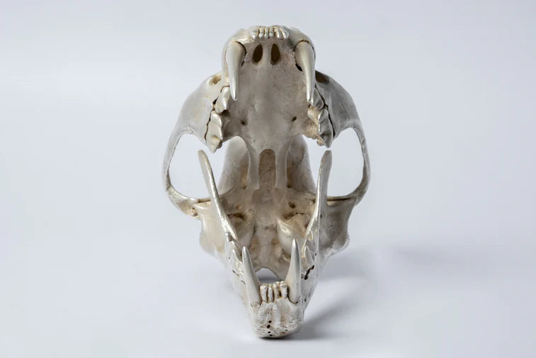 Leopard Var Held Aggression Skull