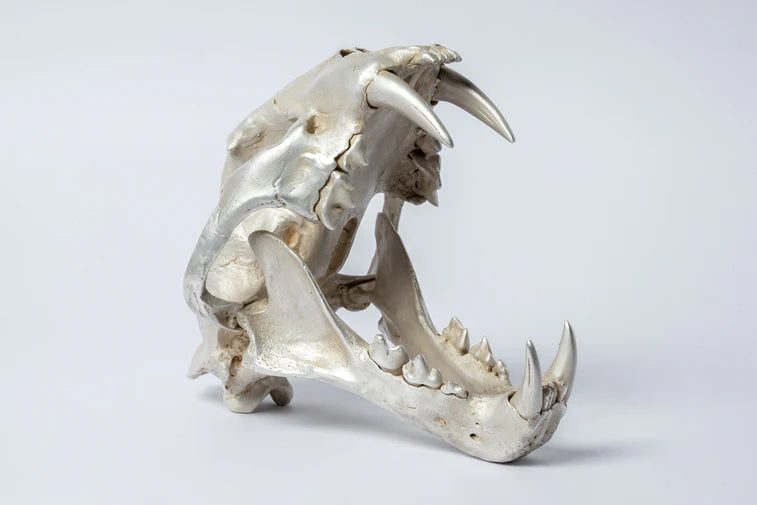 Leopard Var Held Aggression Skull