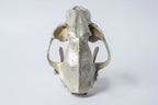 Leopard Var Held Aggression Skull