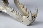 Leopard Var Held Aggression Skull