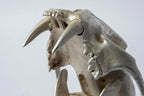 Leopard Var Held Aggression Skull