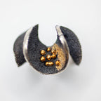 anillo Nudibranch
