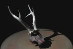 Double Horns Skull