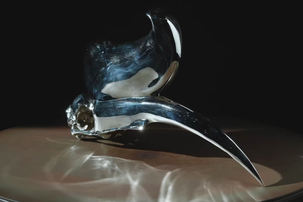 Rhinoceros Hornbill Skull