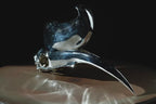 Rhinoceros Hornbill Skull